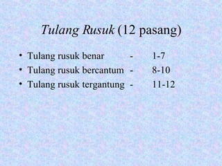 Tulang Rusuk  (12 pasang) Tulang rusuk benar - 1-7 Tulang rusuk bercantum - 8-10 Tulang rusuk tergantung - 11-12 