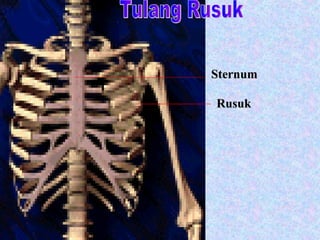 Tulang Rusuk Rusuk Sternum 
