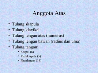 Anggota Atas Tulang skapula Tulang klavikel Tulang lengan atas (humerus) Tulang lengan bawah (radius dan ulna) Tulang tangan: Karpal (8) Metakarpals (5) Phanlanges (14) 