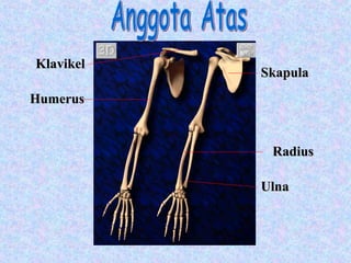 Anggota Atas Klavikel Skapula Ulna Radius Humerus 