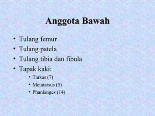 Anggota Bawah Tulang femur Tulang patela Tulang tibia dan fibula Tapak kaki: Tarsus (7) Metatarsus (5) Phanlanges (14) 