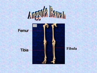Anggota Bawah Femur Tibia Fibula 