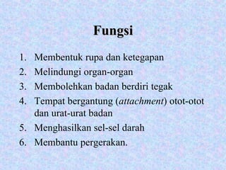 Fungsi Membentuk rupa dan ketegapan Melindungi organ-organ Membolehkan badan berdiri tegak Tempat bergantung ( attachment ) otot-otot dan urat-urat badan Menghasilkan sel-sel darah Membantu pergerakan. 