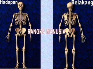 RANGKA MANUSIA ` Hadapan Belakang 