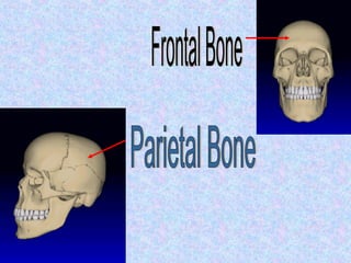 Parietal Bone Frontal Bone 