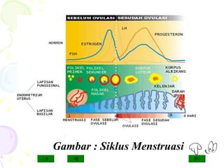 Gambar : Siklus Menstruasi
 