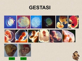 GESTASI
 
