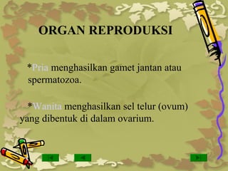 ORGAN REPRODUKSI
*Pria menghasilkan gamet jantan atau
spermatozoa.
*Wanita menghasilkan sel telur (ovum)
yang dibentuk di dalam ovarium.
 