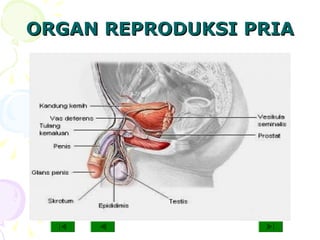 ORGAN REPRODUKSI PRIAORGAN REPRODUKSI PRIA
 
