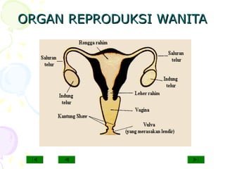 ORGAN REPRODUKSI WANITAORGAN REPRODUKSI WANITA
 
