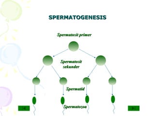 SPERMATOGENESISSPERMATOGENESIS
Spermatosit primerSpermatosit primer
SpermatositSpermatosit
sekundersekunder
SpermatidSpermatid
SpermatozoaSpermatozoa
 