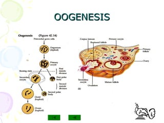 OOGENESISOOGENESIS
 