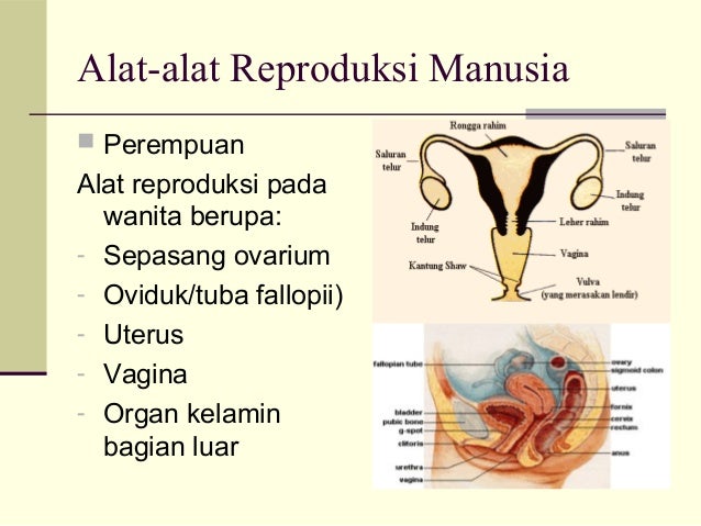  Sistem reproduksi pada manusia 