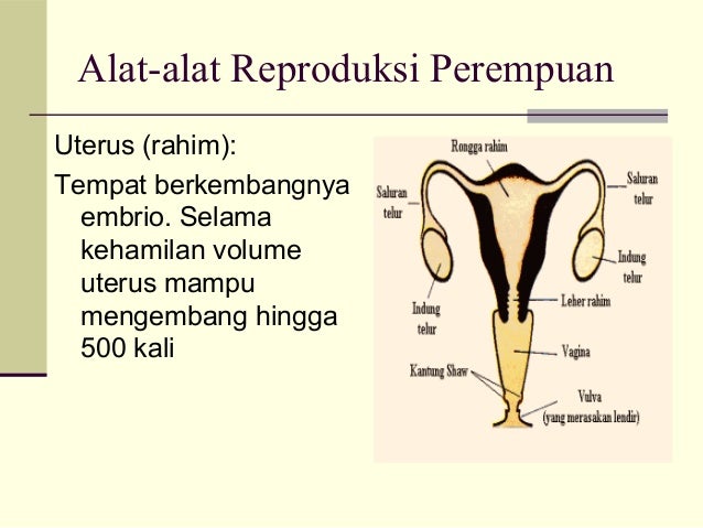 Sistem reproduksi-pada-manusia