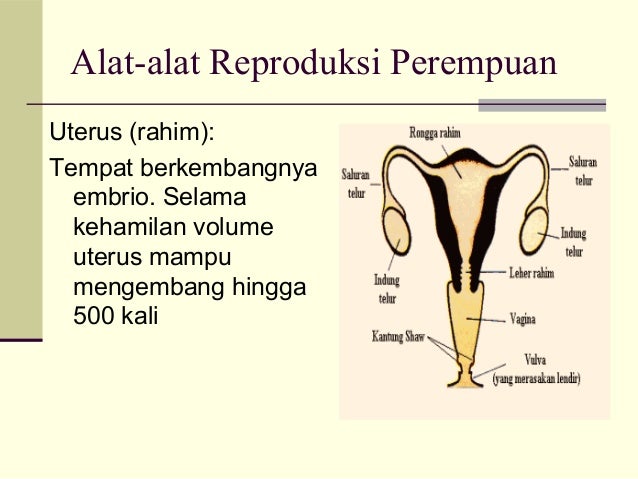Sistem reproduksi pada manusia Sistem reproduksi pada manusia