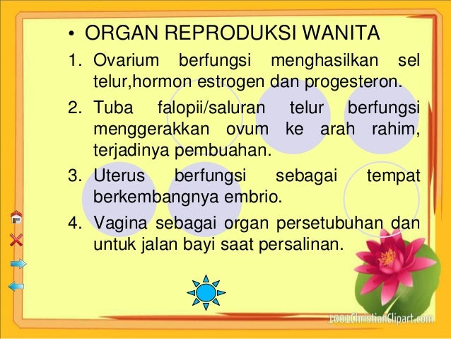 Sistem reproduksi pd manusia
