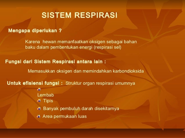 Sistem Respirasi Manusia