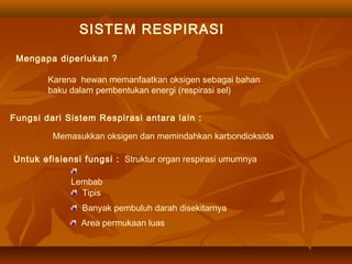Mengapa diperlukan ?
Karena hewan memanfaatkan oksigen sebagai bahan
baku dalam pembentukan energi (respirasi sel)
SISTEM RESPIRASI
Fungsi dari Sistem Respirasi antara lain :
Memasukkan oksigen dan memindahkan karbondioksida
Untuk efisiensi fungsi : Struktur organ respirasi umumnya
Lembab
Tipis
Banyak pembuluh darah disekitarnya
Area permukaan luas
 