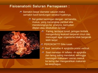Fisioanatomi Saluran Pernapasan :
Semakin besar diameter saluran maka
semakin kecil kandungan serabut hyalinnya.
Sel goblet beriringan dengan sel bersilia,
mukus, yang menangkap partikel silia
mendorongnya ke pharynx, kemudian
ditelan atau dibatukkan ke luar
Faring, terdapat tonsil, jaringan limfatik
mengandung leukosit berperan imun dan
mencegah agar organisme tidak bergerak
lebih lanjut
PEROKOK??? Silia rusak
Saat bernafas epiglottis posisi vertical,
Saat menelan  refleks - epiglottis
dan laring saling mendekat, sehingga
mencegah makanan/ caoran masuk
ke laring dan mengarahkan makanan
ke esophagus.
 