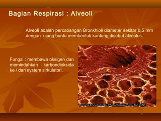 Bagian Respirasi : Alveoli
Alveoli adalah percabangan Bronkhioli diameter sekitar 0,5 mm
dengan ujung buntu membentuk kantung disebut alveolus.
Fungsi : membawa oksigen dan
memindahkan karbondioksida
ke / dari system sirkulatori.
 