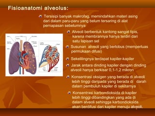 Fisioanatomi alveolus:
Tersisipi banyak makrofag, memindahkan materi asing
dari dalam paru-paru yang belum tersaring di alat
pernapasan sebelumnya
Alveoli berbentuk kantong sangat tipis,
karena membrannya hanya terdiri dari
satu lapisan sel
Susunan alveoli yang berlobus (memperluas
permukaan difusi)
Sekelilingnya terdapat kapiler-kapiler
Jarak antara dinding kapiler dengan dinding
alveoli hanya berkisar 0,1-1,2 mikron
Konsentrasi oksigen yang berada di alveoli
lebih tinggi daripada yang berada di darah
dalam pembuluh kapiler di sekitarnya
Konsentrasi karbondioksida di kapiler
lebih tinggi dibandingkan yang ada di
dalam alveoli sehingga karbondioksida
akan berdifusi dari kapiler menuju alveoli.
 
