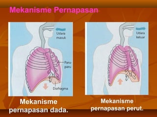 Mekanisme Pernapasan
Mekanisme
pernapasan dada.
Mekanisme
pernapasan perut.
 