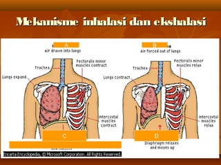 Mekanisme inhalasi dan ekshalasiMekanisme inhalasi dan ekshalasi
A B
C D
 