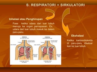 S. RESPIRATORI + SIRKULATORI
Inhalasi atau Penghirupan
Ekshalasi
Fase ketika udara dari luar tubuh
menuju ke organ pernapasan. Ex.
udara dari luar tubuh masuk ke dalam
paru-paru.
Ketika karbondioksida
di paru-paru dikeluar
kan ke luar tubuh.
 