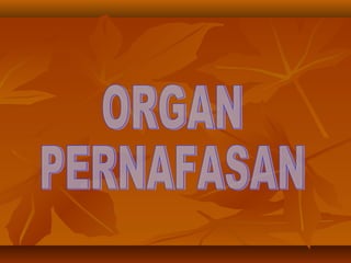 Sistem respirasi-manusia-heli