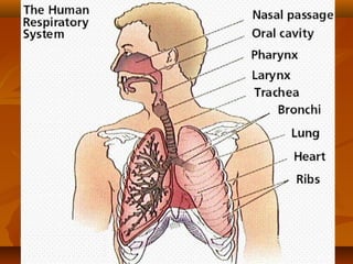 Sistem respirasi-manusia-heli