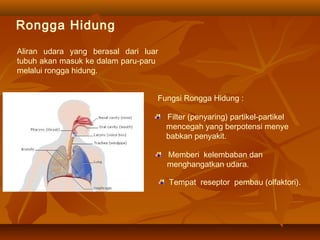 Rongga Hidung
Aliran udara yang berasal dari luar
tubuh akan masuk ke dalam paru-paru
melalui rongga hidung.
Fungsi Rongga Hidung :
Filter (penyaring) partikel-partikel
mencegah yang berpotensi menye
babkan penyakit.
Memberi kelembaban dan
menghangatkan udara.
Tempat reseptor pembau (olfaktori).
 