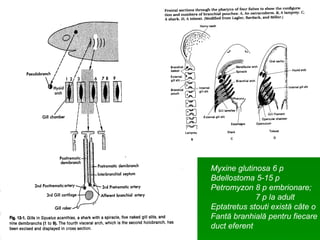 Myxine glutinosa 6 p Bdellostoma 5-15 p Petromyzon 8 p embrionare ;  7 p la adult Eptatretus stouti exist ă câte o  Fantă branhială pentru fiecare  duct eferent 