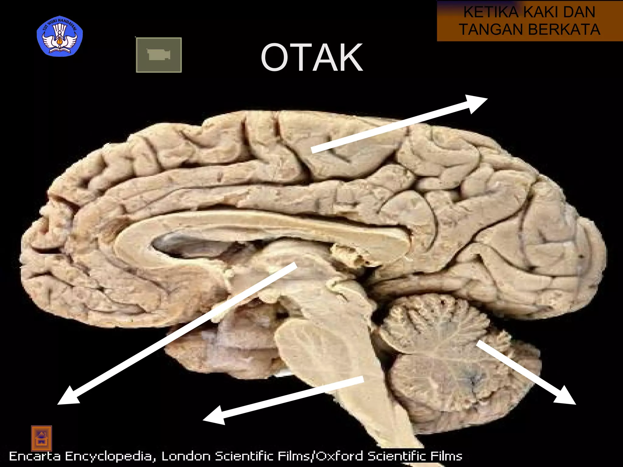 OTAK 1 2 3 4 KETIKA KAKI DAN TANGAN BERKATA 