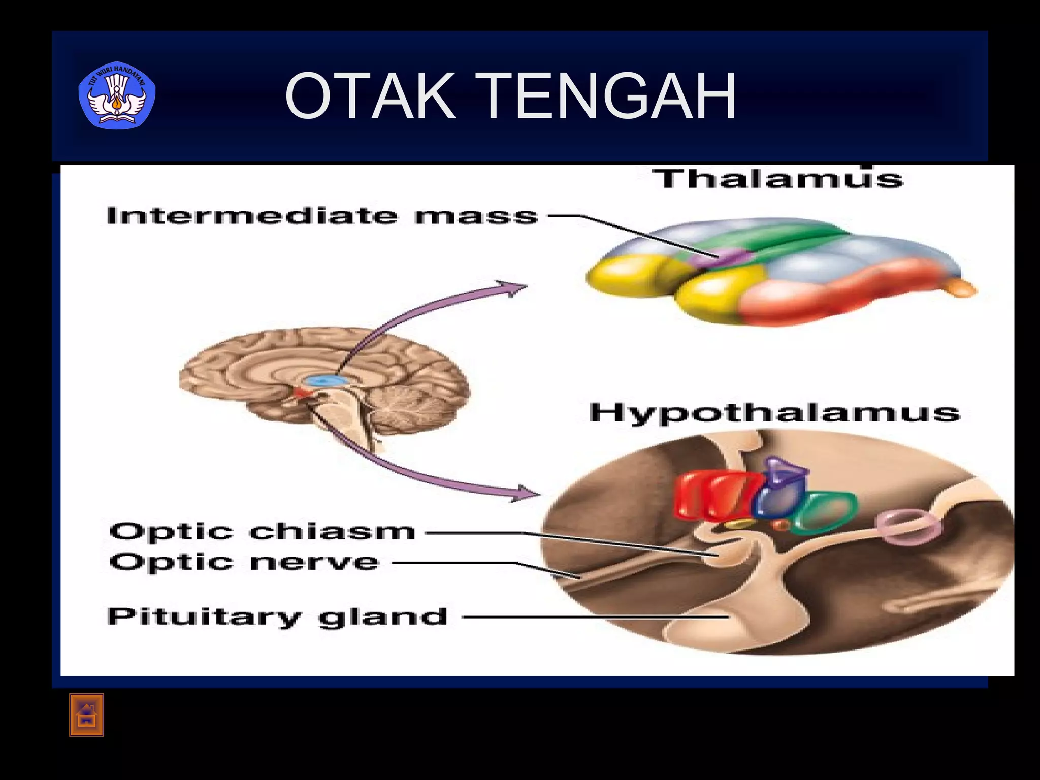 OTAK TENGAH  Terdapat kelenjar hipofisis, talamus, dan hipotalamus. Talamus merupakan pusat sensorik Hipotalamus berfungsi mengatur suhu tubuh, emosi ( marah, kesal dan agresif) dan selera makan.  