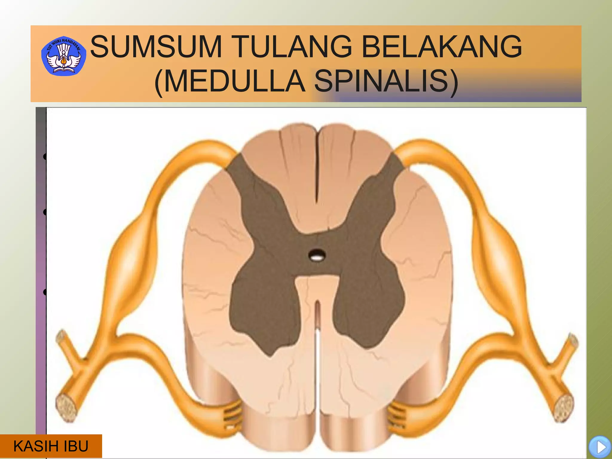 SUMSUM TULANG BELAKANG (MEDULLA SPINALIS) Bagian dalam yang berwarna kelabu berbentuk kupu-kupu. Sayap berbentuk kupu-kupu terbagi atas sayap atas disebut tanduk dorsal dan sayap bawah disebut tanduk ventral. Impuls sensori dari reseptor dihantar masuk ke sumsum tulang belakang melalui tanduk dorsal dan impuls motor keluar dari sumsum tulang belakang melalui tanduk ventral menuju efektor.  KASIH IBU 