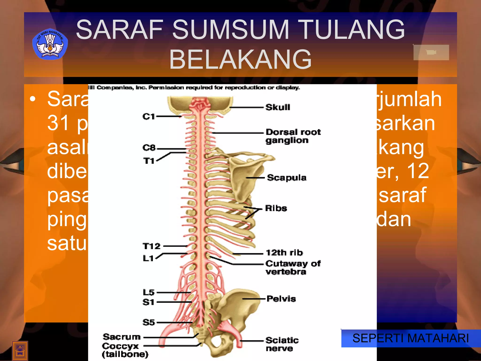 SARAF SUMSUM TULANG BELAKANG Saraf sumsum tulang belakang berjumlah 31 pasang saraf gabungan. Berdasarkan asalnya, saraf sumsum tulang belakang dibedakan atas 8 pasang saraf leher, 12 pasang saraf punggung, 5 pasang saraf pinggang, 5 pasang saraf pinggul, dan satu pasang saraf ekor.  SEPERTI MATAHARI 