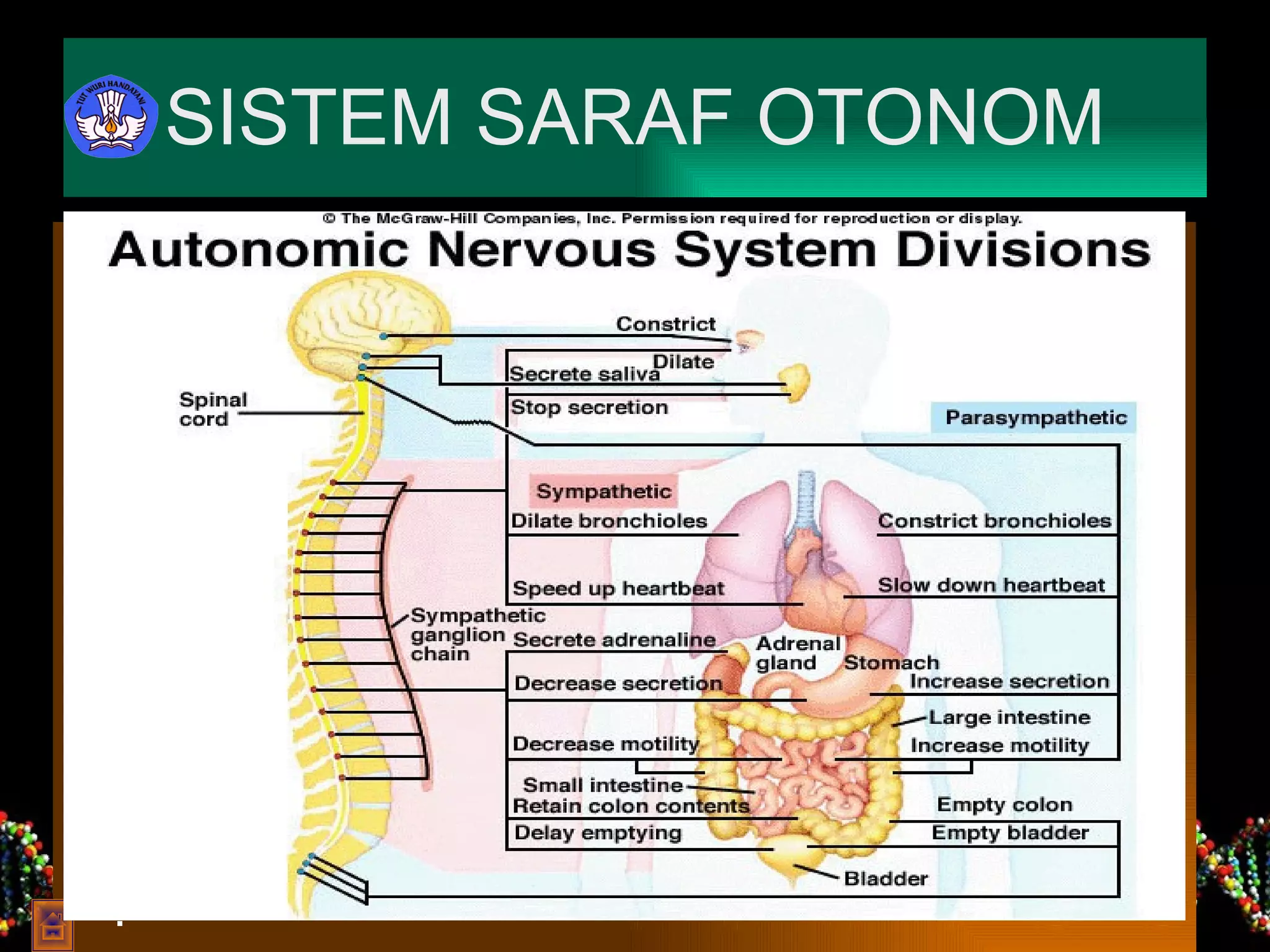 SISTEM SARAF OTONOM Sistem saraf otonom mempunyai peran dalam mengendalikan tubuh yang tidak kita sadari, seperti denyut jantung, gerakan-gerakan pada saluran pencernaan, sekresi enzim dan keringat. Sistem saraf otonom dibagi menjadi dua bagan yaitu system saraf simpatetik dan sistem saraf parasimpatetik.  system saraf simpatetik dan parasimpatetik mempunyai efek yang berlawanan (antagonis). System saraf parasimpatetik : memperlambat denyut jantung, menurunkan tekanan darah mempercepat gerakan-gerakan usus serta sekresi kelenjar. Sementara system saraf simpatetik kebalikannya. . 