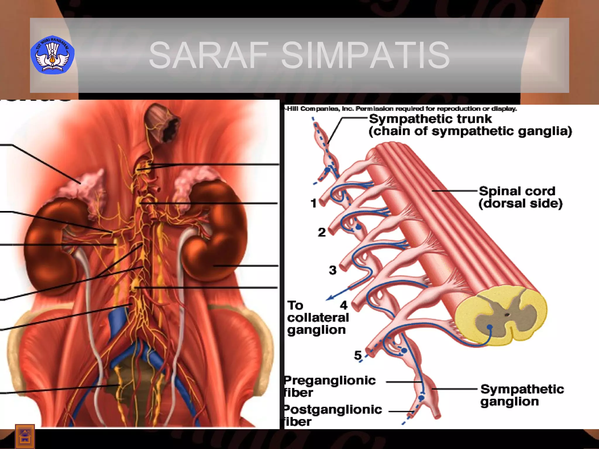 SARAF SIMPATIS Saraf simpatik mempunyai ganglion yang terletak di sepanjang tulang belakang menempel pada sumsum tulang belakang. memperbesar pupil   menghambat aliran ludah   mempercepat denyut jantung   mengecilkan bronkus   menghambat sekresi kelenjar pencernaan   menghambat kontraksi kandung kemih   Simpatik 