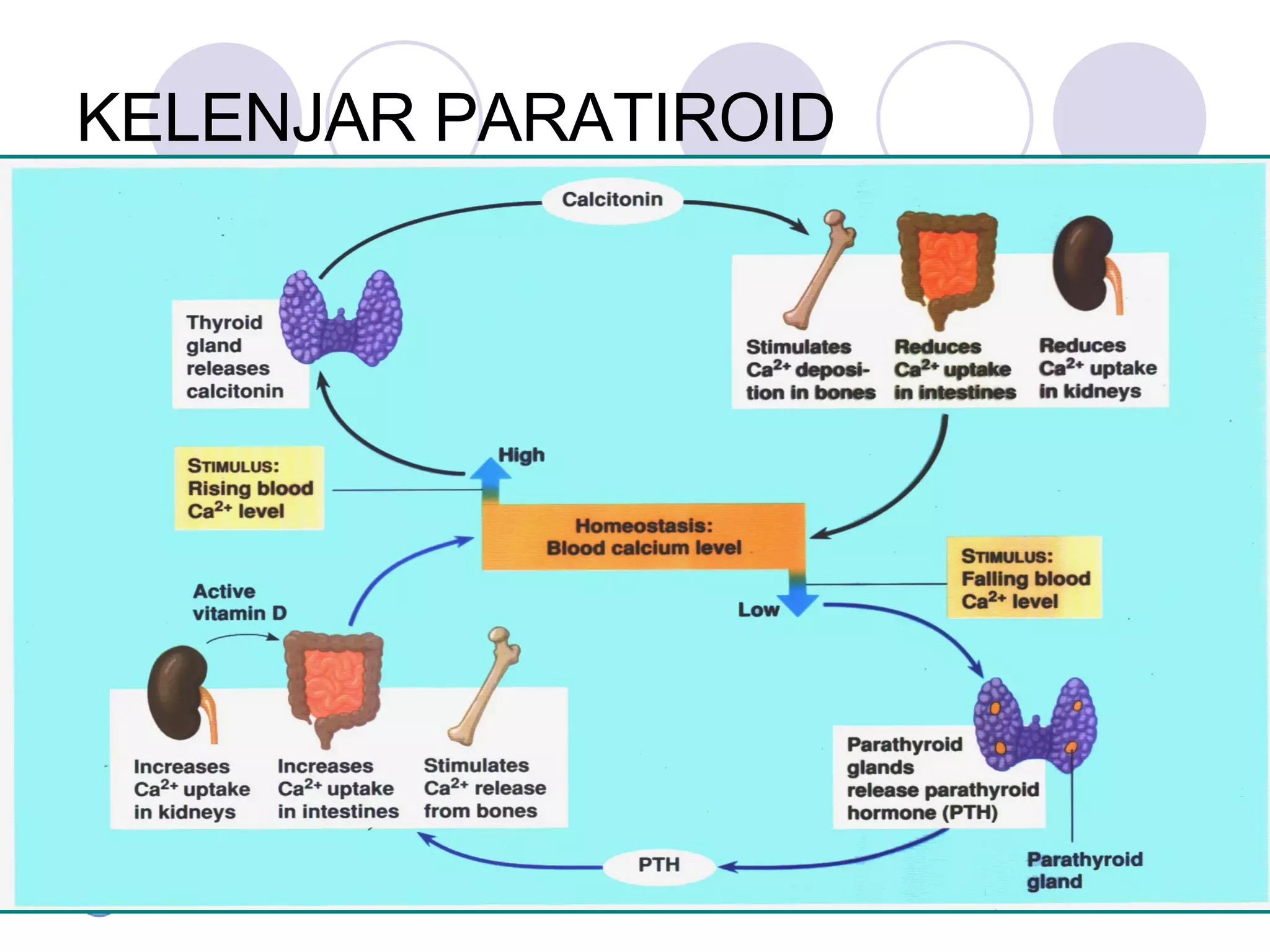 KELENJAR PARATIROID menghasilkan parathormon yang berfungsi mengatur kandungan fosfor dan kalsium dalam darah.  Kekurangan hormon ini menyebabkan  tetani  dengan gejala: kadar kapur dalam darah menurun, kejang di tangan dan kaki, jari-jari tangan membengkok ke arah pangkal, gelisah, sukar tidur, dan kesemutan.  
