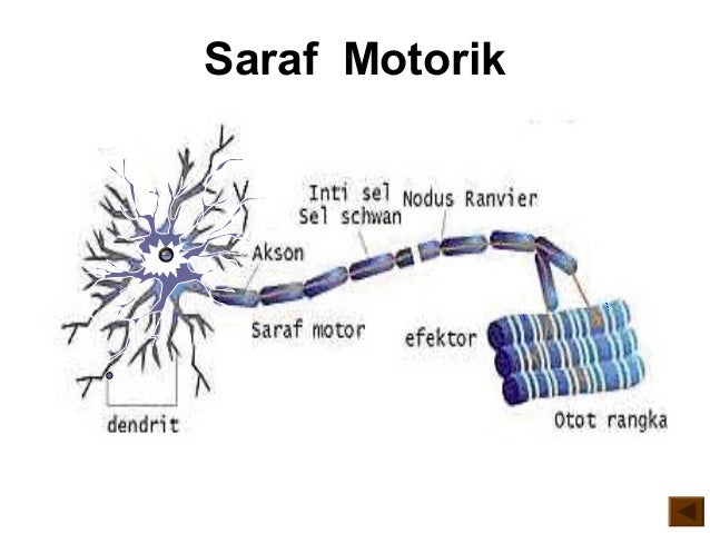 Sistem saraf