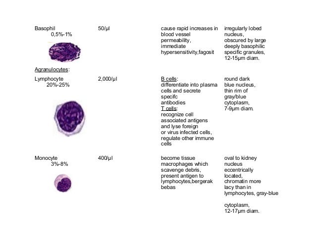 Sistem Transportasi pada Manusia dan Hewan.