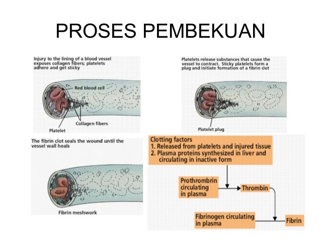 Sistem Transportasi pada Manusia dan Hewan.