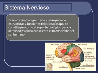 Sistema NerviosoSistema Nervioso
 