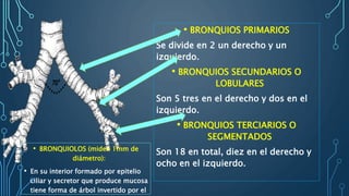 • BRONQUIOS PRIMARIOS
Se divide en 2 un derecho y un
izquierdo.
• BRONQUIOS SECUNDARIOS O
LOBULARES
Son 5 tres en el derecho y dos en el
izquierdo.
• BRONQUIOS TERCIARIOS O
SEGMENTADOS
Son 18 en total, diez en el derecho y
ocho en el izquierdo.
• BRONQUIOLOS (miden 1mm de
diámetro):
• En su interior formado por epitelio
ciliar y secretor que produce mucosa
tiene forma de árbol invertido por el
 