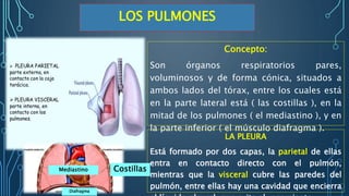 Concepto:
Son órganos respiratorios pares,
voluminosos y de forma cónica, situados a
ambos lados del tórax, entre los cuales está
en la parte lateral está ( las costillas ), en la
mitad de los pulmones ( el mediastino ), y en
la parte inferior ( el músculo diafragma ).
LOS PULMONES
LA PLEURA
Está formado por dos capas, la parietal de ellas
entra en contacto directo con el pulmón,
mientras que la visceral cubre las paredes del
pulmón, entre ellas hay una cavidad que encierra
Mediastino Costillas
Diafragma
 