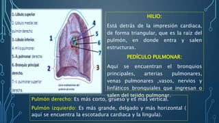 HILIO:
Está detrás de la impresión cardiaca,
de forma triangular, que es la raíz del
pulmón, en donde entra y salen
estructuras.
PEDÍCULO PULMONAR:
Aquí se encuentran el bronquios
principales, arterias pulmonares,
venas pulmonares ,vasos, nervios y
linfáticos bronquiales que ingresan o
salen del tejido pulmonar.
Pulmón derecho: Es más corto, grueso y es más vertical.
Pulmón izquierdo: Es más grande, delgado y más horizontal (
aquí se encuentra la escotadura cardiaca y la lingula).
 