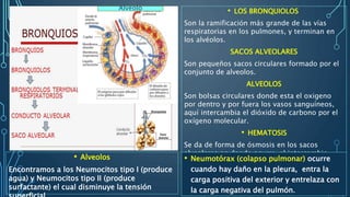 • LOS BRONQUIOLOS
Son la ramificación más grande de las vías
respiratorias en los pulmones, y terminan en
los alvéolos.
SACOS ALVEOLARES
Son pequeños sacos circulares formado por el
conjunto de alveolos.
ALVEOLOS
Son bolsas circulares donde esta el oxigeno
por dentro y por fuera los vasos sanguíneos,
aquí intercambia el dióxido de carbono por el
oxígeno molecular.
• HEMATOSIS
Se da de forma de ósmosis en los sacos
alveolares en donde ocurre, el intercambio
gaseoso en la cuál la sangre se oxigena.
• Alveolos
Encontramos a los Neumocitos tipo I (produce
agua) y Neumocitos tipo II (produce
surfactante) el cual disminuye la tensión
Alveolo
• Neumotórax (colapso pulmonar) ocurre
cuando hay daño en la pleura, entra la
carga positiva del exterior y entrelaza con
la carga negativa del pulmón.
 