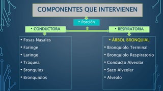 COMPONENTES QUE INTERVIENEN
• Fosas Nasales
• Faringe
• Laringe
• Tráquea
• Bronquios
• Bronquiolos
• Porción
• CONDUCTORA • RESPIRATORIA
• ÁRBOL BRONQUIAL
• Bronquiolo Terminal
• Bronquiolo Respiratorio
• Conducto Alveolar
• Saco Alveolar
• Alveolo
 