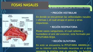 FOSAS NASALES
• PREGIÓN VESTIBULAR
En donde se encuentran las vellosidades nasales
( vibrisas ), el cuál atrapa el polvo y otras
impurezas.
• REGIÓN RESPIRATORIA
Posee vasos sanguíneos, el cual calienta y
humedece el aire del exterior, está formado por
PITUITARIA ROJA.
• REGIÓN OLFATORIA
En está se encuentra la PITUITARIA AMARILLA (
en su interior está formado neuronas en sí está
Se divide en dos partes por los cornetes nasales.
 