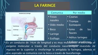 LA FARINGE
• Fosas
nasales
• Oído medio
• Boca
• Laringe
• Esófago
• Es un conducto de 14cm de longitud y es muy musculoso. A este llega el
oxígeno molecular a través del conducto nasofaríngeo revestido de
mucosa en la superior o rinofaringe la amígdala la faríngea, además el
aire aspirado se comunica con la boca a través de bucofaringe.
• Coanas
• Trompa de
Eustaquio
• Ismo de las
fauces
• Aditus laríngeo
• Esfínter esofágico
superior
Comunica Por medio
 